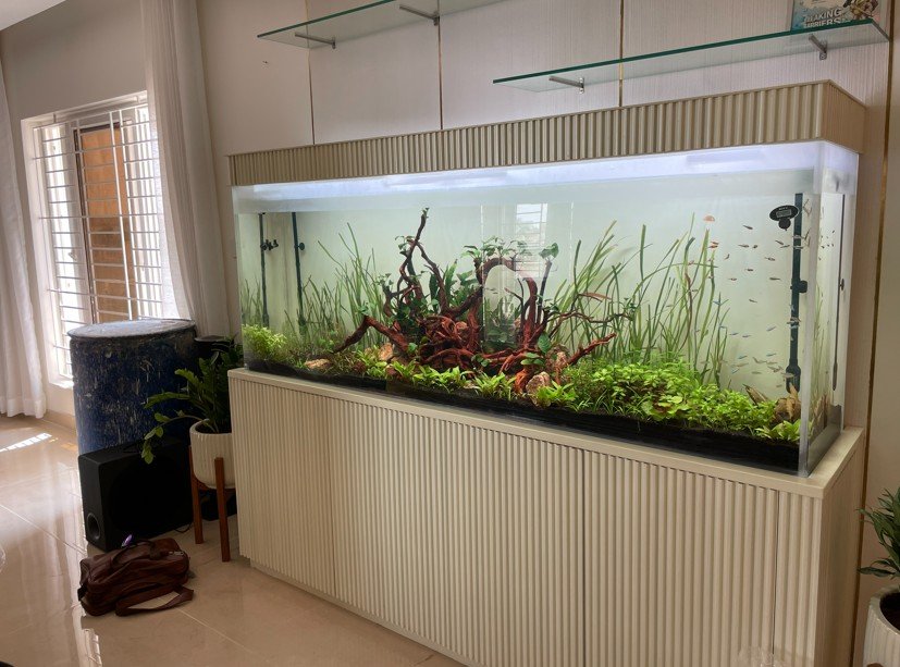 Custom planted aquarium design and installation in Chennai
