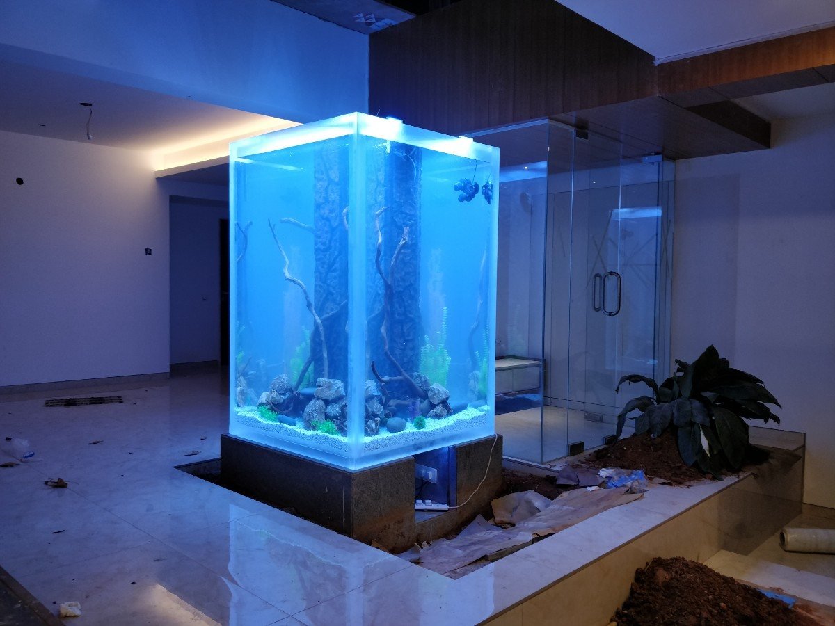 Tall custom display aquarium designed and installed in Chennai